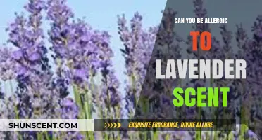 Can You Be Allergic to Lavender Scent? Uncovering the Truth