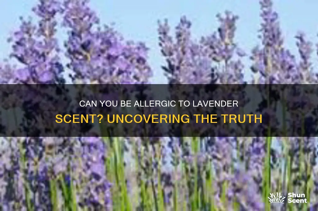 can you be allergic to lavender scent