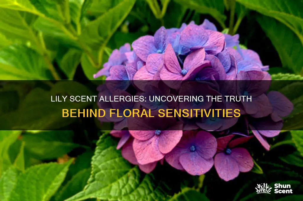 can you be allergic to lily scent