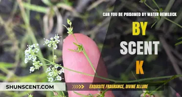 Is Water Hemlock's Scent Toxic? Uncovering the Poisonous Truth