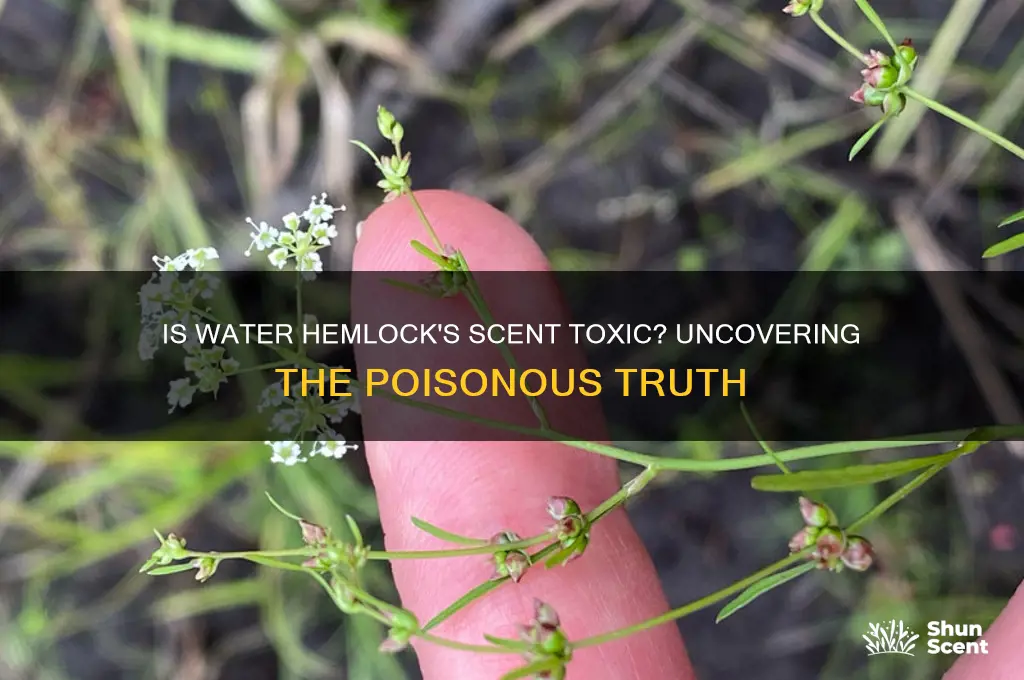 can you be poisoned by water hemlock by scent k