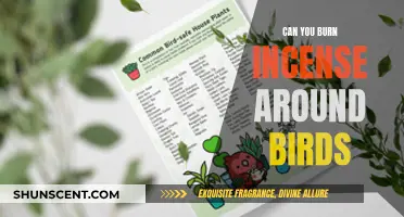Incense Around Birds: Safe or Harmful?