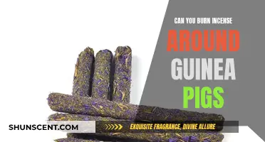 Incense and Guinea Pigs: Safe or Not?