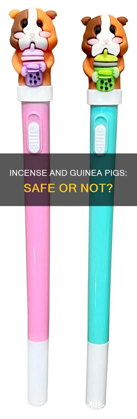 can you burn incense around guinea pigs
