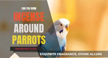 Incense and Parrots: Safe or Not?