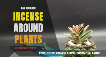 Incense and Plants: Safe or Harmful?