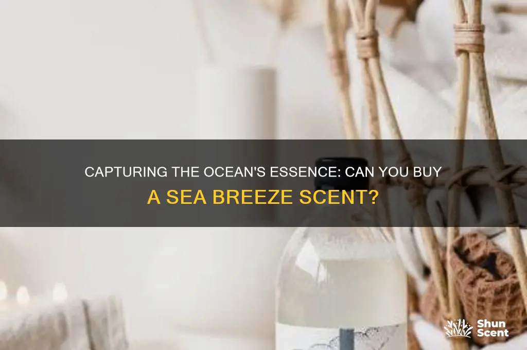 can you buy an ocean scent