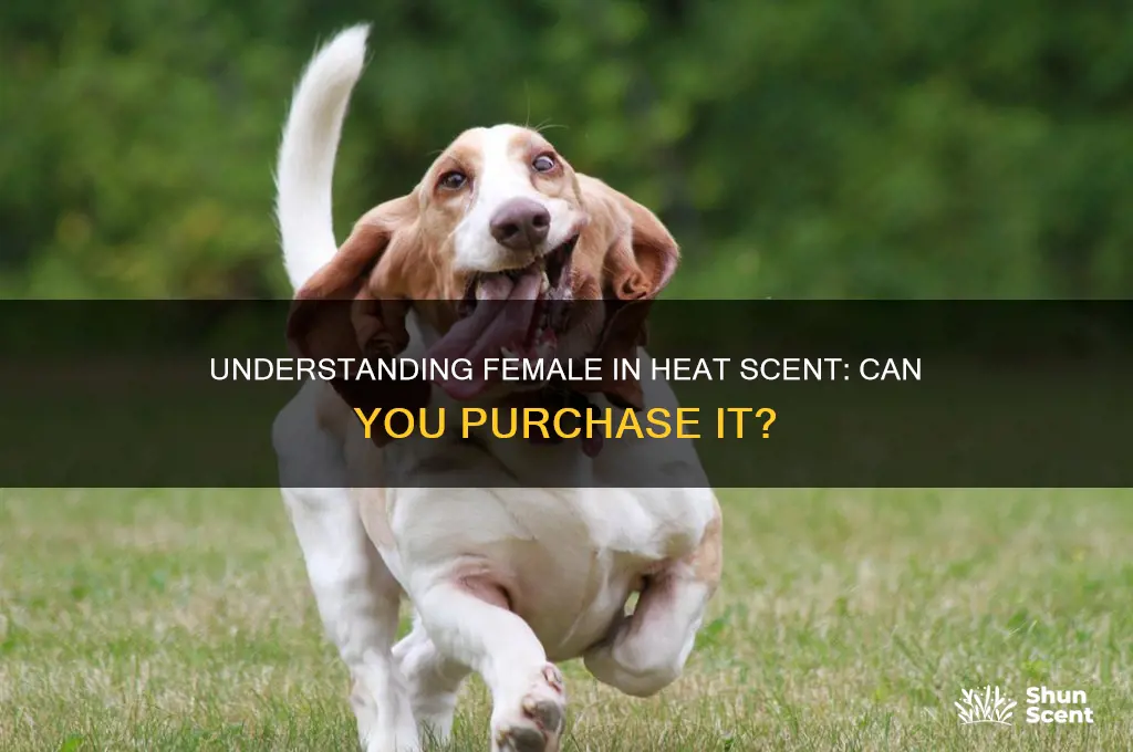 can you buy femsle in heat scent