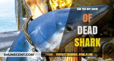 Unusual Scents: Exploring the Market for Dead Shark Odor