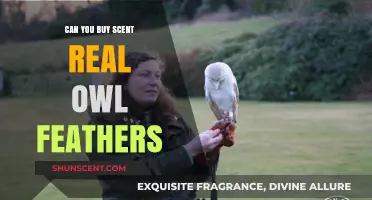 Buying Real Owl Feathers: Legal, Ethical, and Scent Considerations Explored