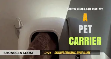Effective Tips to Remove Cat Odor from Your Pet Carrier