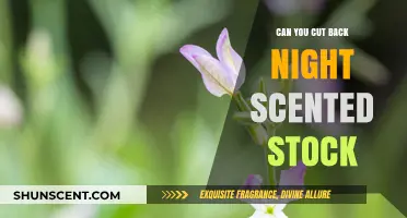 Pruning Night Scented Stock: Tips for Healthy Growth and Fragrant Blooms