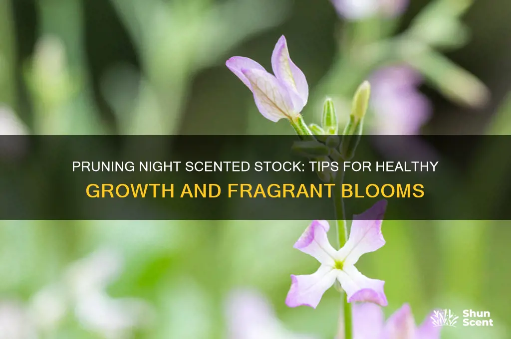 can you cut back night scented stock