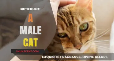 De-Scenting Male Cats: What You Need to Know