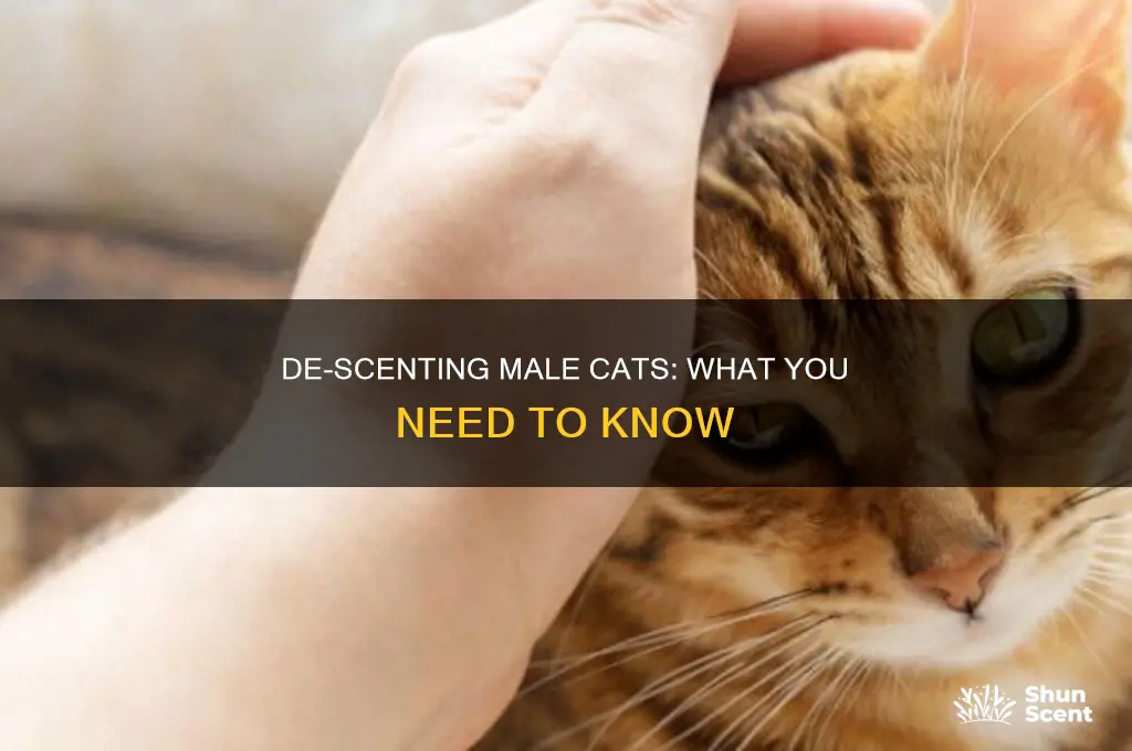 can you de-scent a male cat
