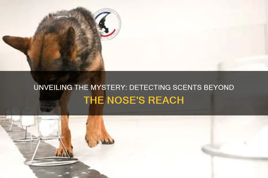 can you detect scent without a nose