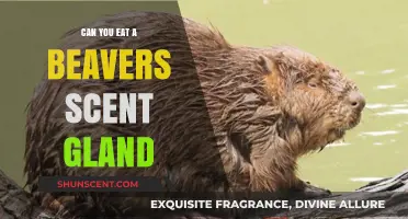 Exploring the Edibility of a Beaver's Scent Gland: Facts and Myths