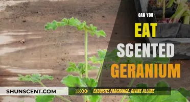 Are Scented Geraniums Edible? Exploring Their Culinary Uses and Safety