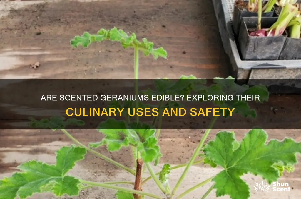 can you eat scented geranium