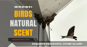 Eliminating a Bird's Natural Scent: Myth or Reality?