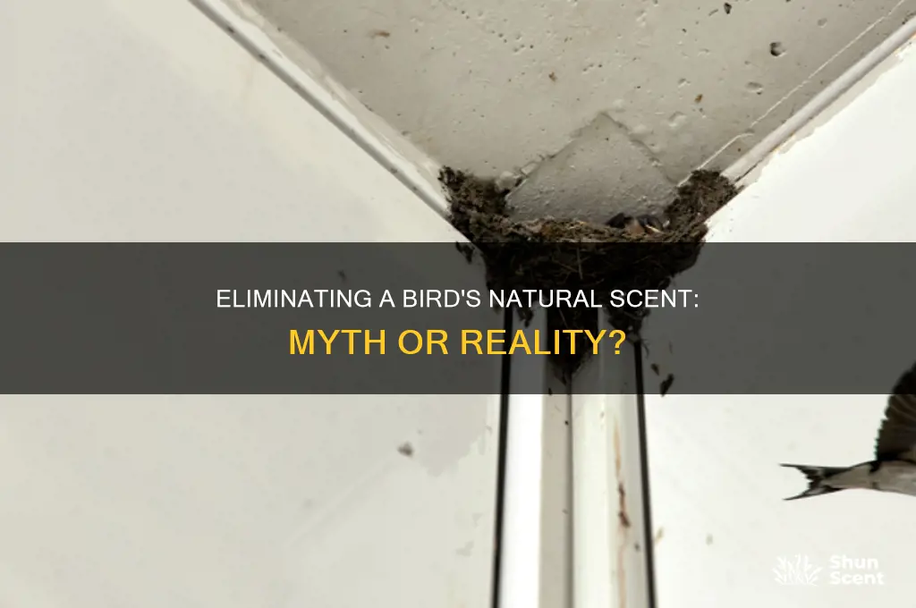 can you get rid of a birds natural scent