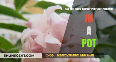 Growing Daphne 'Perfume Princess' in Containers