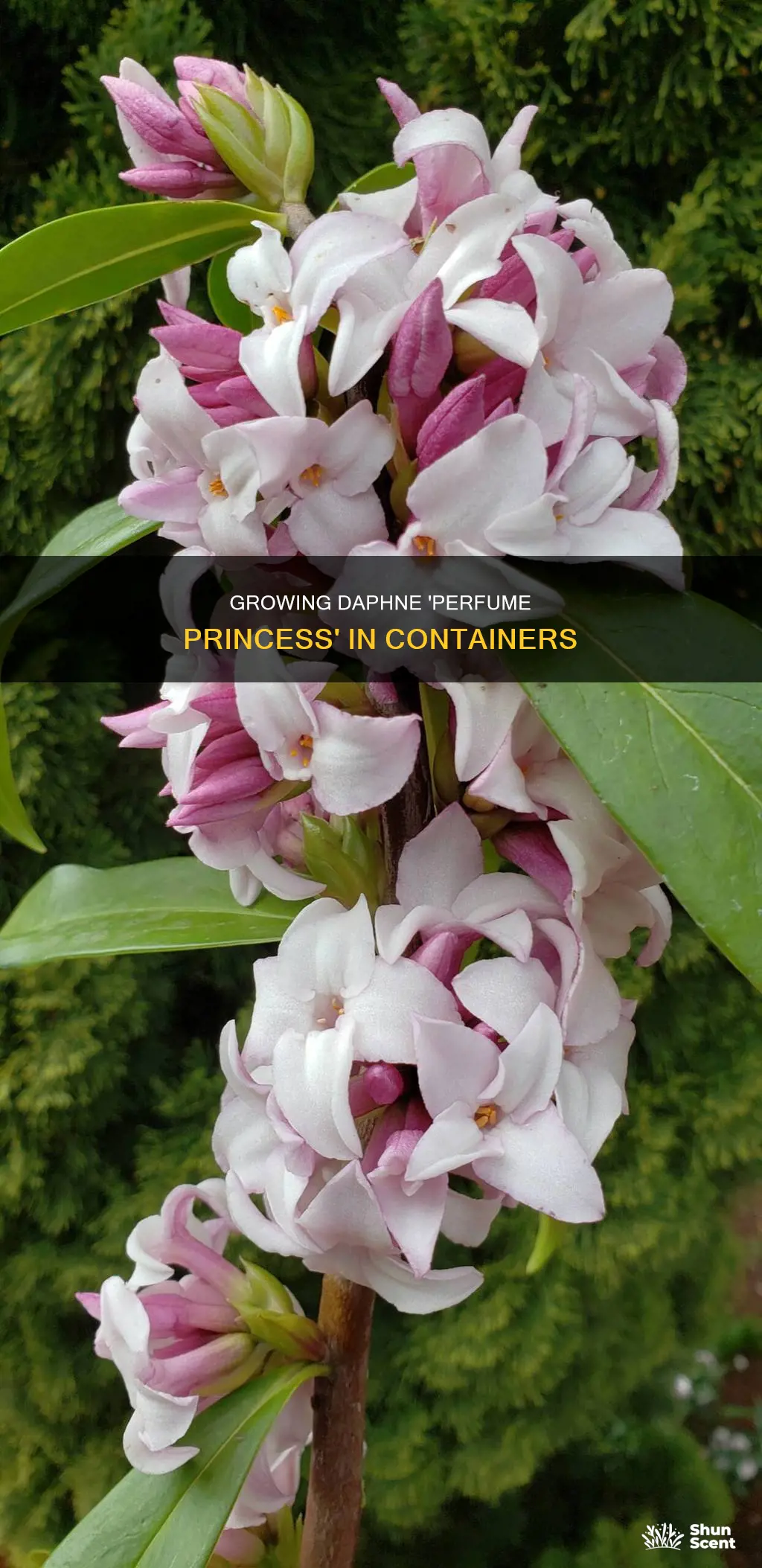 can you grow daphne perfume princess in a pot