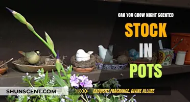 Growing Night Scented Stock in Pots: Tips for Fragrant Container Gardening