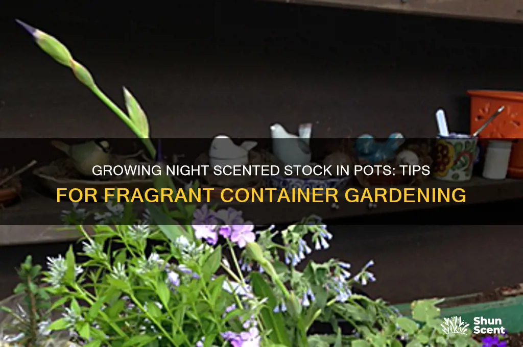 can you grow night scented stock in pots