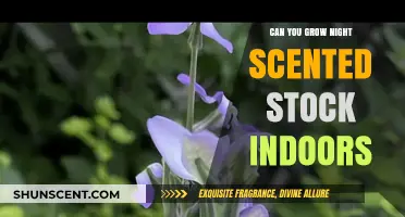 Growing Night Scented Stock Indoors: Tips for Fragrant Success
