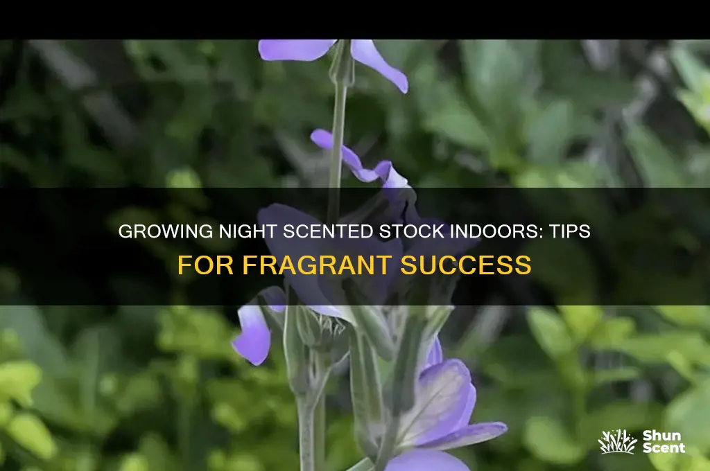 can you grow night scented stock indoors