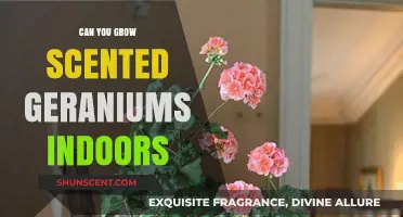 Growing Scented Geraniums Indoors: Tips for Fragrant Indoor Gardening