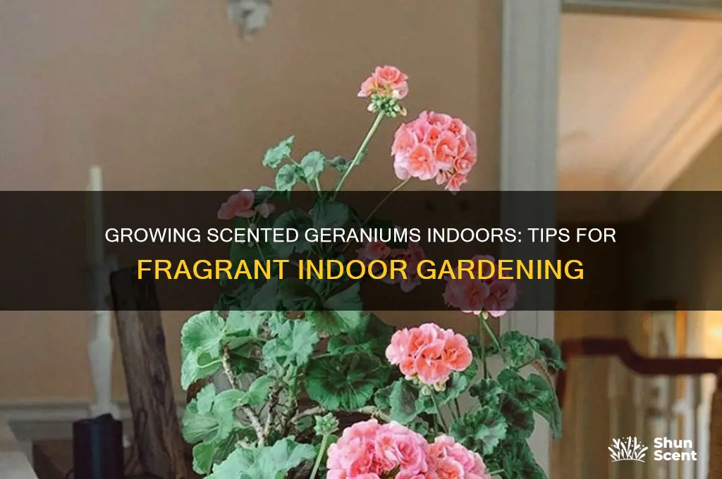 can you grow scented geraniums indoors