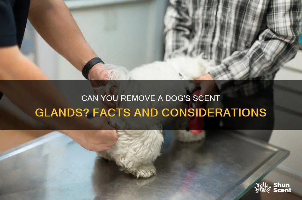 can you have a dog