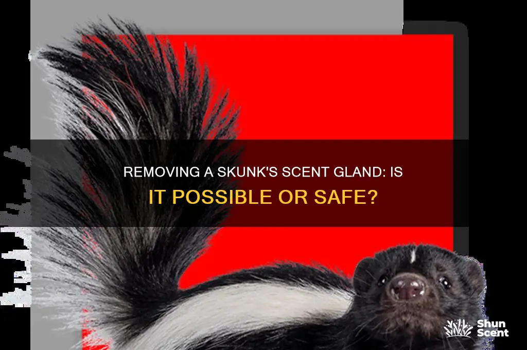 can you have a skunks scent gland removed