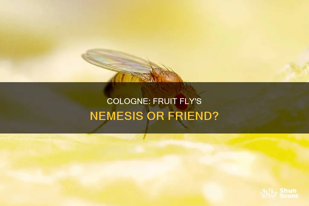 can you kill fruit flies with cologne