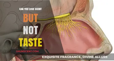 Losing Smell but Retaining Taste: Unraveling the Sensory Mystery