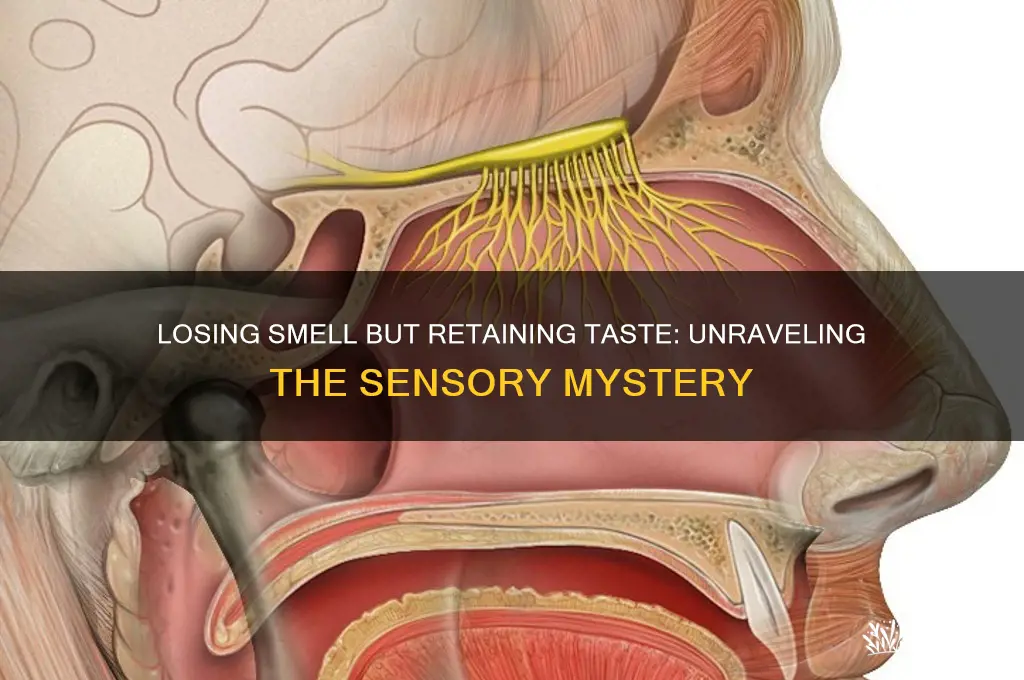 can you lose scent but not taste