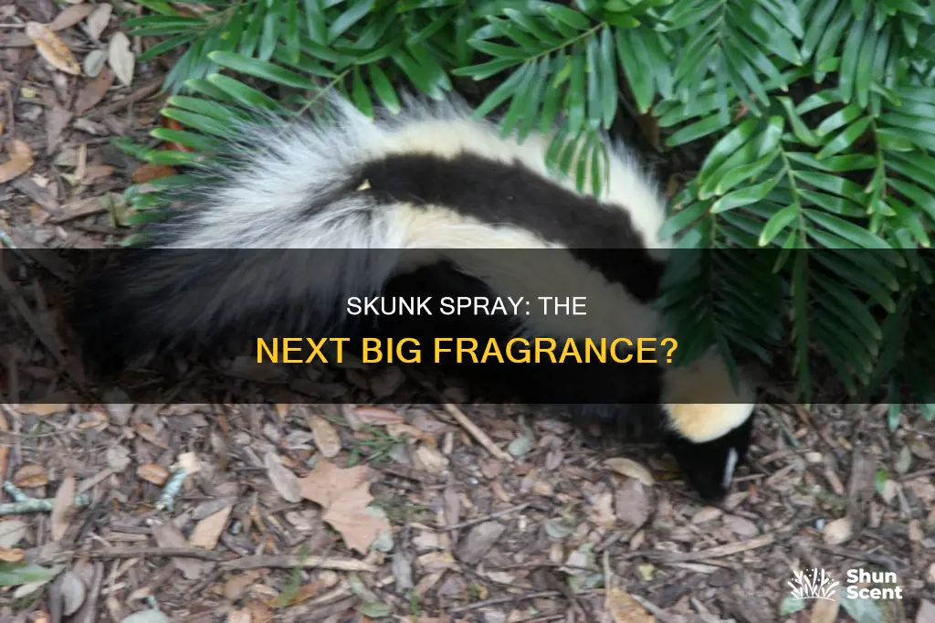 can you make perfume out of a skunk spray