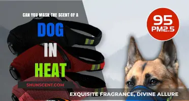 Effective Ways to Mask a Dog in Heat's Scent Naturally and Safely