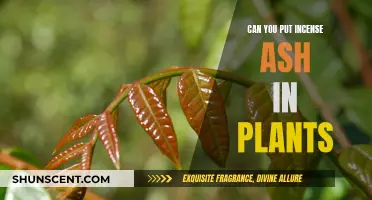 Incense Ash: Plant Fertilizer or Not?