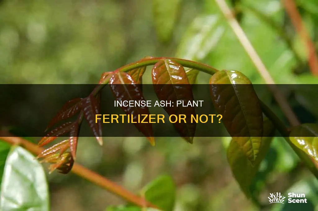 can you put incense ash in plants