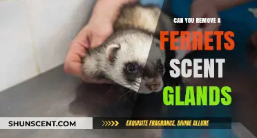 Removing Ferret Scent Glands: Is It Possible or Necessary?