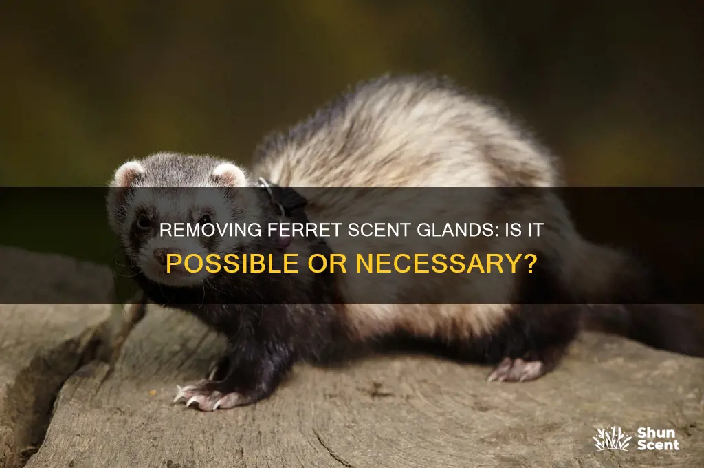 can you remove a ferrets scent glands