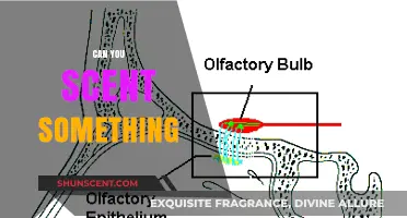 Can You Scent Something? Exploring the Science of Smell and Perception