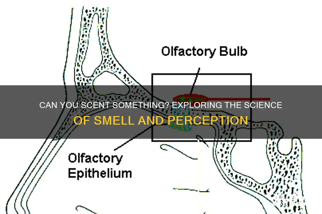 can you scent something
