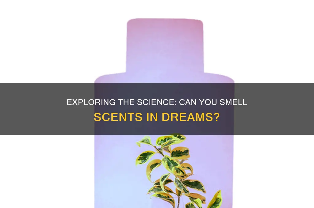 can you smell scents in dreams