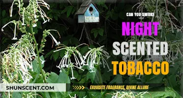 Smoking Night Scented Tobacco: Risks, Benefits, and Safe Alternatives