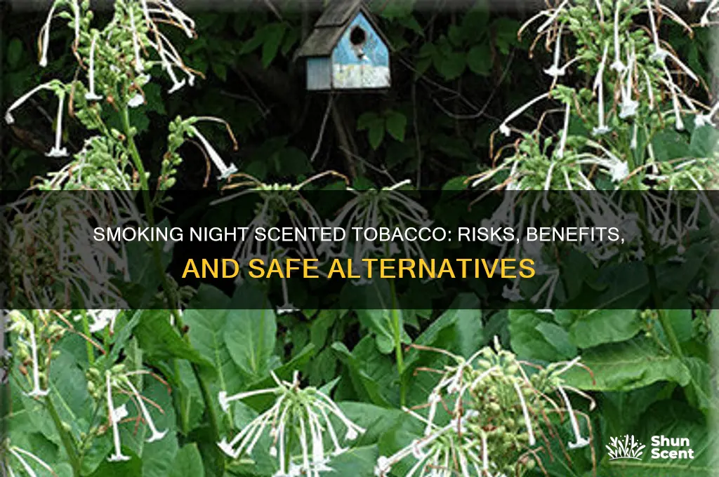 can you smoke night scented tobacco