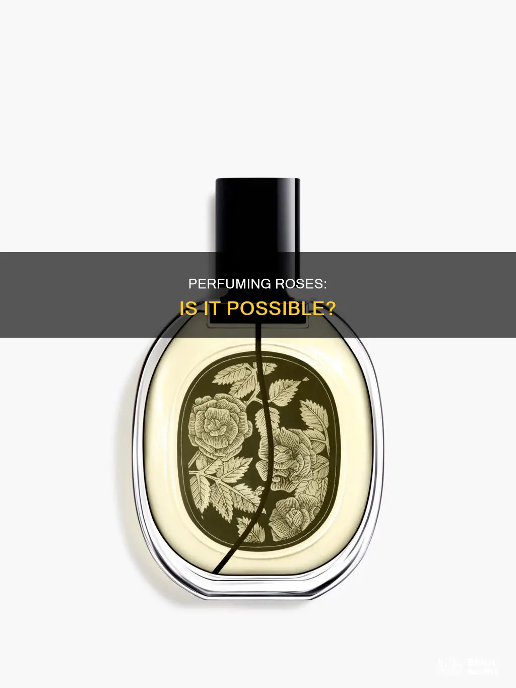 can you spray perfume on roses